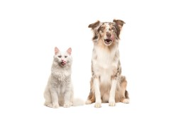 Choosing the Right Pet Food Storage Container: A Buyer’s Guide